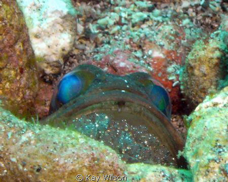 Lined jaw fish with eggs - just about to hatch. by Kay Wilson 