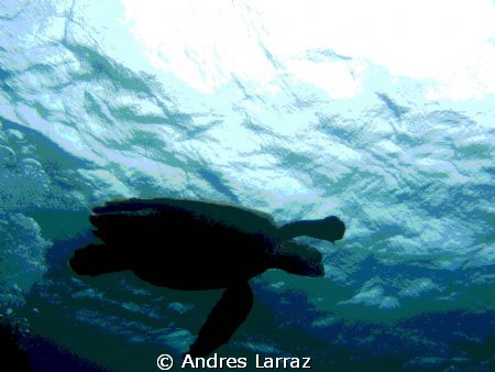 TORTUISE! by Andres Larraz 