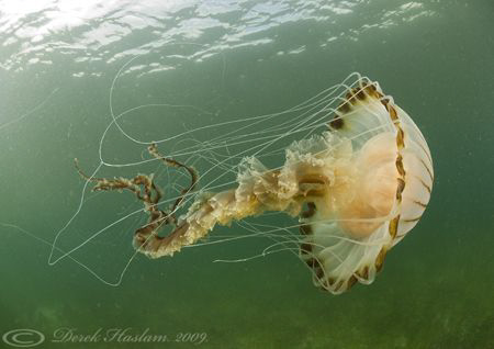 Compass jelly fish. D200, 10.5mm. by Derek Haslam 