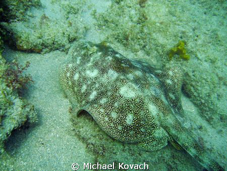 Yellow Sand Ray on the Inside Reef at Lauderdale by the Sea by Michael Kovach 