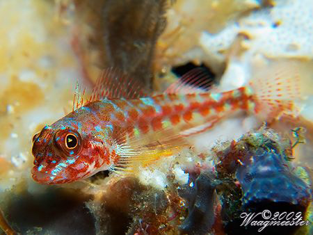 Unfamiliar (for me) Triplefin during a dive at 'Manta All... by Marco Waagmeester 