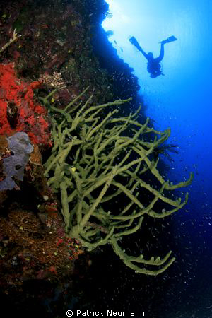 Papua wall with diver taken with Canon 400D/Hugyfot by Patrick Neumann 
