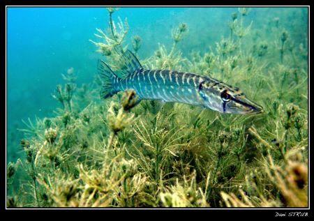 A young pikefish looking for the safe seegrass :-)) by Daniel Strub 