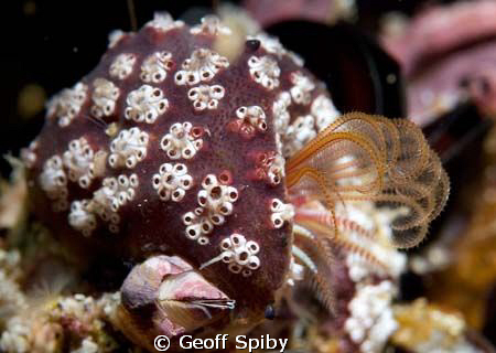 a feeding barnacle beautifully encrusted with a colonial ... by Geoff Spiby 