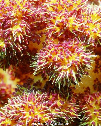 soft coral ,shot at the pinnicles ,dibba 
Nikon D70s 135... by Simon Gardener 