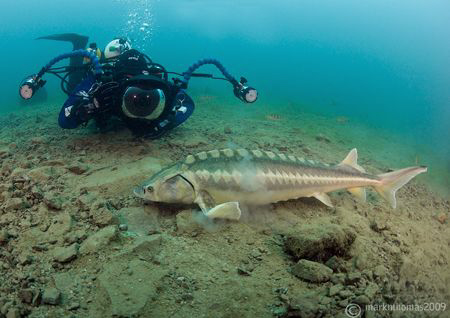 Mr H and diamond sturgeon - first time underwater with th... by Mark Thomas 