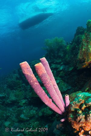 Tube Sponge and a boat-Bonaire 2009 by Richard Goluch 