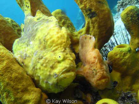 Frog fish - mating pair by Kay Wilson 