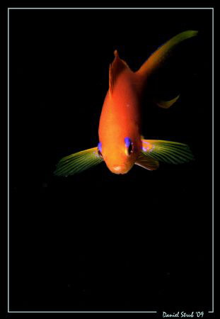 A Scalefin Anthias, face to face with the camera :-)) by Daniel Strub 