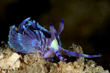 Nudi Branch...Canon EOS 400D in a Sea and Sea Housing and... by Teguh Tirtaputra 