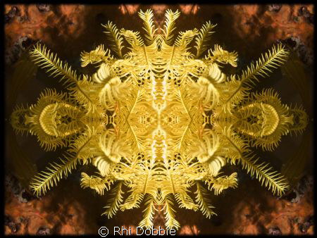 Echnioderm - Feather Star.
Mirror image using CS4.
Cano... by Rhi Dobbie 