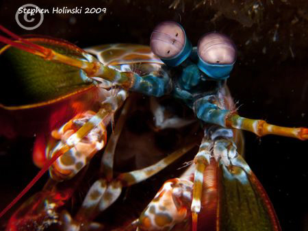 Peacock Mantis Shrimp.  Canon G10, 2x INON UCL165, Sea an... by Stephen Holinski 