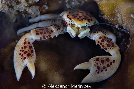Porcellan crab 
 by Aleksandr Marinicev 