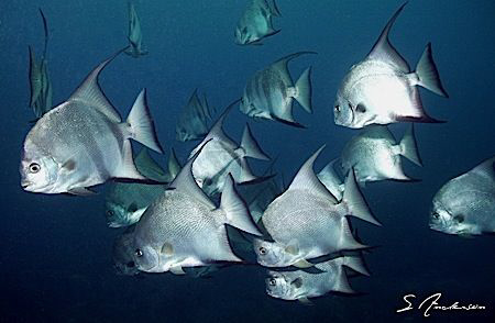 This image of schooling Spadefish was taken while diving ... by Steven Anderson 