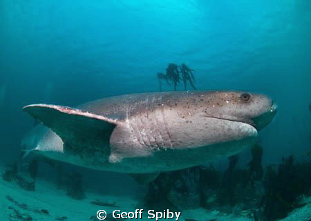 yesterdays dive with the sevengill sharks by Geoff Spiby 