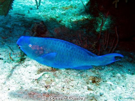 Blue Parrotfish seen in Grand Bahamas at the Shark Juncti... by Bonnie Conley 
