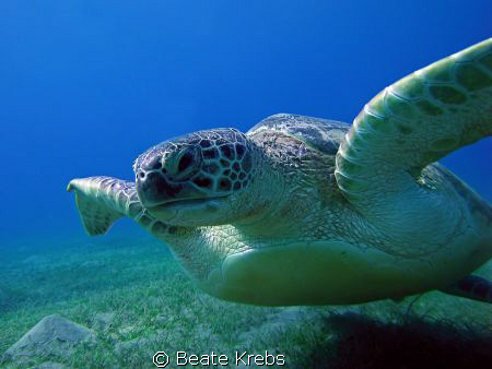 Turtle right before landing , taken with Canon S70 by Beate Krebs 