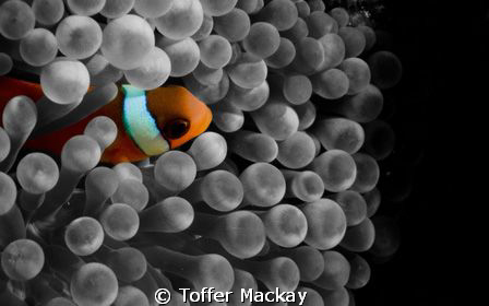 Juvenile Anemone Fish, simple photoshopping changing the ... by Toffer Mackay 