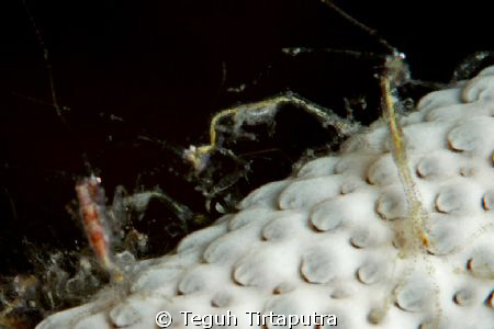 Skeleton shrimp, so fine, like a hair...Canon Eos 400D, 1... by Teguh Tirtaputra 