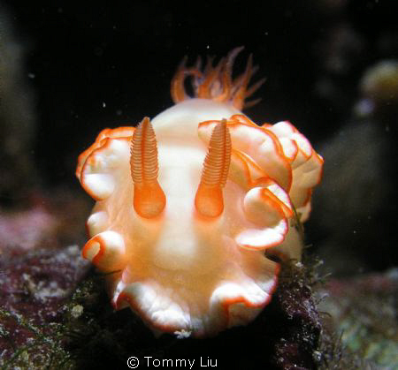 Nudibranch in North-East of Taiwan coast by Tommy Liu 