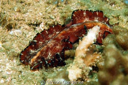 flatworm shot at Turtle bay muscat Oman 
nikon D70s and ... by Simon Gardener 
