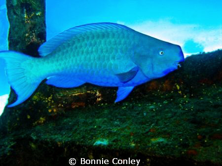 Blue Parrotfish seen in Grand Bahamas.  Photo taken May 2... by Bonnie Conley 