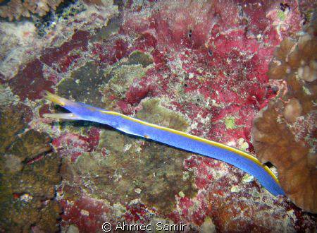 Blue Ribbon Eel from Rasdhoo, Rasdhoo Atoll - Maldives. by Ahmed Samir 