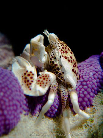 Porcelain Crab at tubbataha Reef, Philippines. Canon G10 by Andrew Macleod 