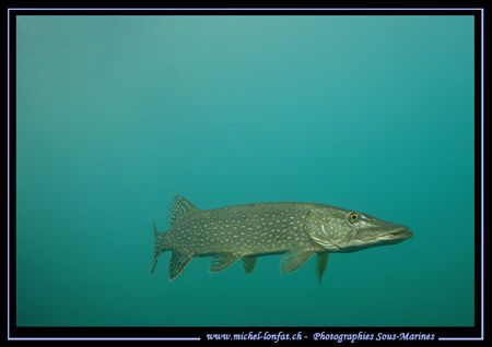 "Master King Pike Fish" in his water's.... Yesterday's di... by Michel Lonfat 