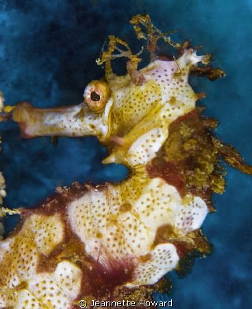 Seahorse face :)  Sabang, Phillipines      Nikon D70 105 ... by Jeannette Howard 