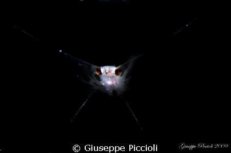 Into the black, my maximum magnification till now. The cr... by Giuseppe Piccioli 