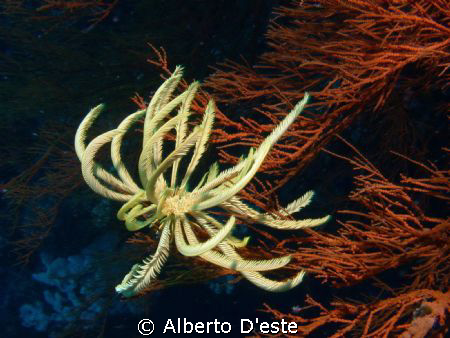 Crinoid and red soft coral, Cebu, Philippines by Alberto D'este 