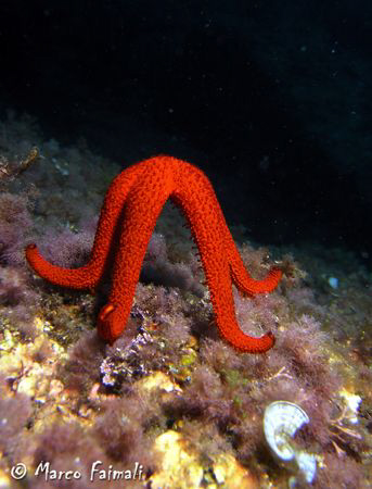 Gym(sea)Star!

Echinaster sepositus (Mediterranean red ... by Marco Faimali 
