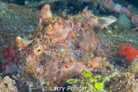 Camouflage Artist, frogfish waiting for a meal. D300-60mm by Larry Polster 