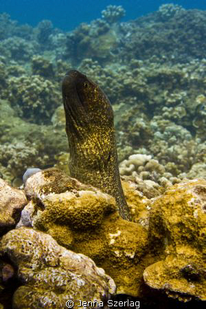 A moray eel extending out of coral at a Maui Hawaii dive ... by Jenna Szerlag 