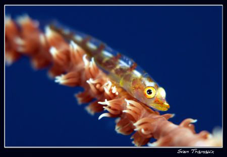 Whipe coral goby ... by Sven Tramaux 