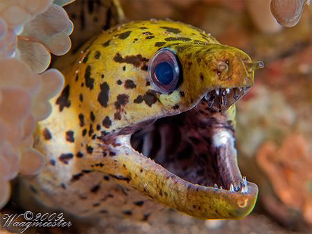 Fimbriated moray (Gymnothorax fimbriatus) - Sangeang Isla... by Marco Waagmeester 