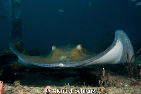 Stingray encounter on the "Sea Emperior" off S. Florida c... by Michael Schlenk 
