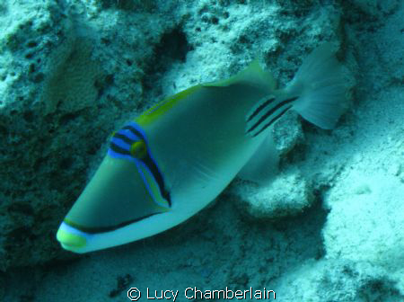 A Picasso Trigger Fish.  April 2009 by Lucy Chamberlain 