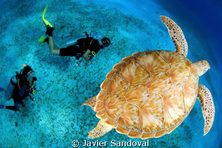 green turtle and diving guide by Javier Sandoval 