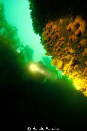 red sponges covering the walls in an underwater canyon by Harald Fauske 