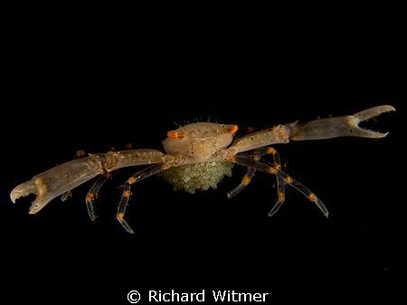 Reef Crab with Eggs.  This crab is about 2.5cm from claw ... by Richard Witmer 