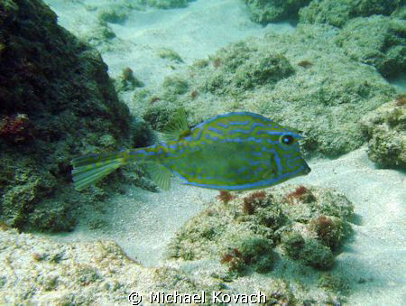 Cowfish on the Inside Reef at Lauderdale by the Sea by Michael Kovach 