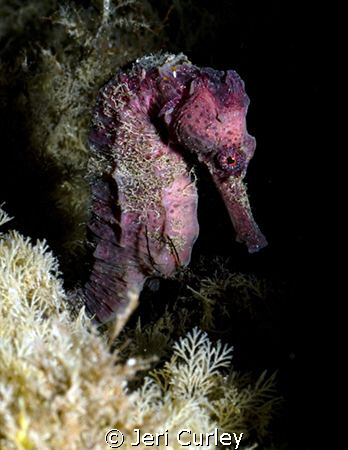 "I Heart Seahorses"  At the end of a typical dive at Blue... by Jeri Curley 