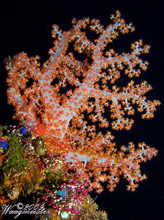 Soft coral & Tunicates - Tulamben, Bali (Canon G9, Inon D... by Marco Waagmeester 