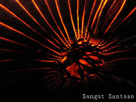 "Sun is shining"
Canon G7 internal flash. full frame by Sangut Santoso 