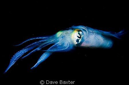 say squid ;-) by Dave Baxter 