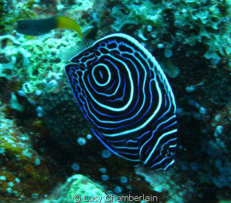 Juvenile Emperor Angel Fish.  One of the most impressive ... by Lucy Chamberlain 