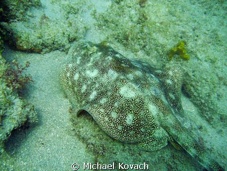 Yellow sand ray on the Inside Reef at Lauderdale  by the ... by Michael Kovach 