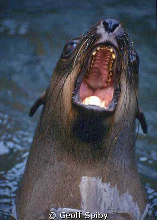 what big teeth you have! Cape fur seal by Geoff Spiby 